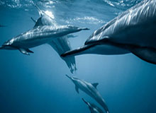 九游娱乐app-怀特塞德对阵广东个人集锦回顾，全场得到28分13篮板